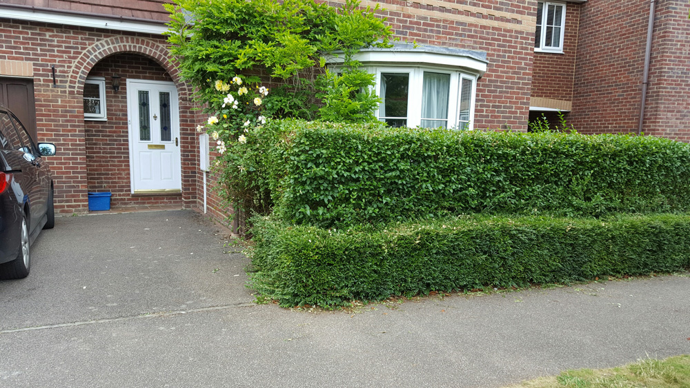 My Front Hedge